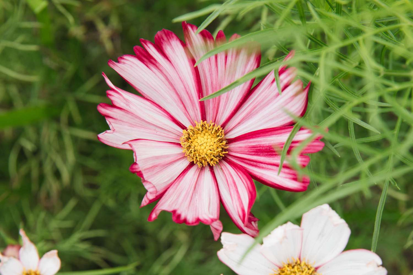 Heirloom Cosmos Peppermint Twist Flower seeds for Planting Premium Quality Heirloom & GMO Free Seeds for Home Garden