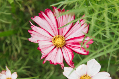 Heirloom Cosmos Peppermint Twist Flower seeds for Planting Premium Quality Heirloom & GMO Free Seeds for Home Garden