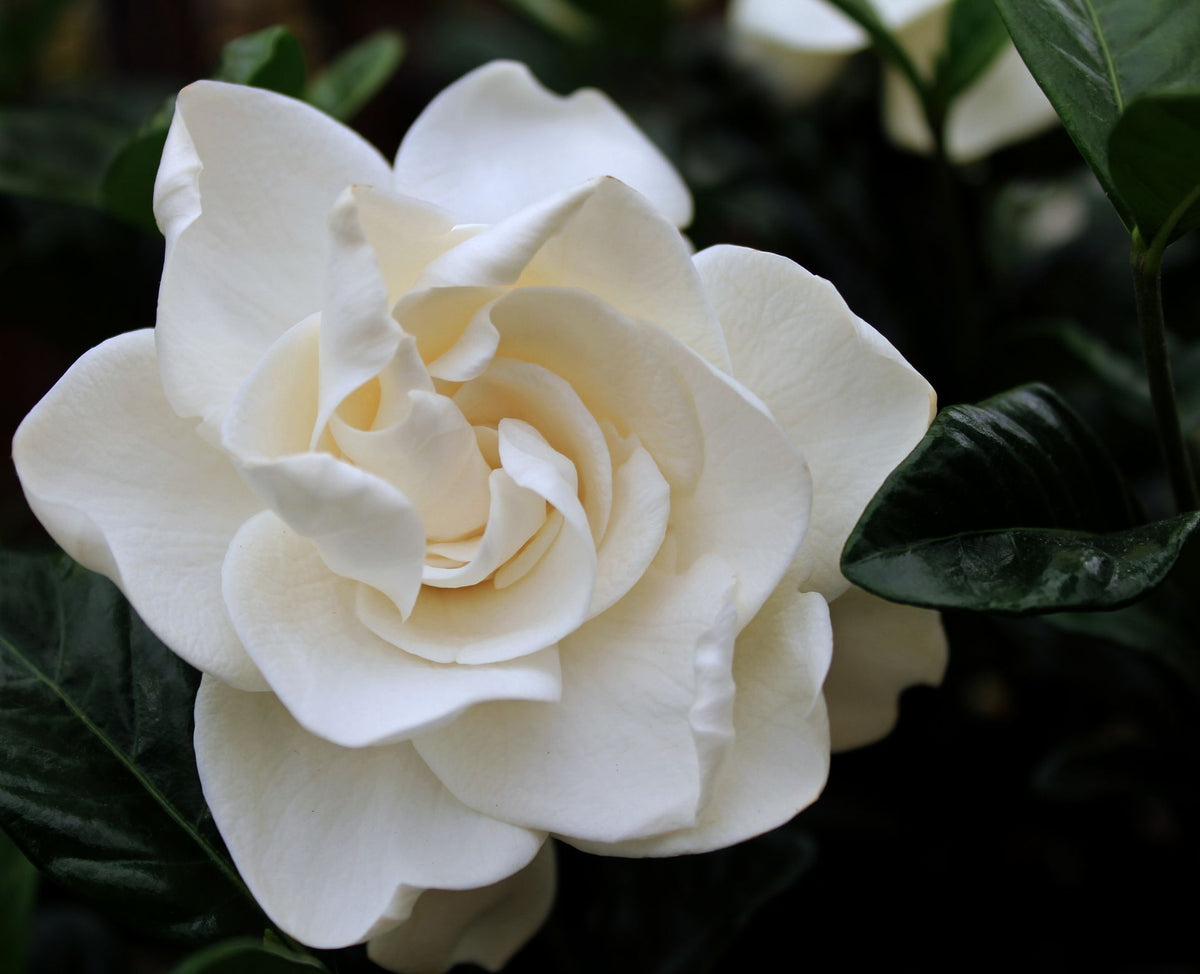Gardenia Flower seeds for Planting Garden Favorite Heirloom & GMO Free Seeds for Home Garden