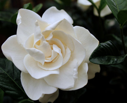 Gardenia Flower seeds for Planting Garden Favorite Heirloom & GMO Free Seeds for Home Garden