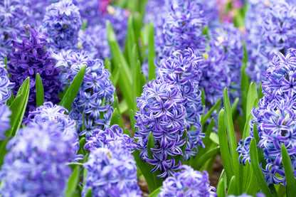 Hyacinthus Orientalis Flower seeds for Planting Pollinator Friendly Heirloom & GMO Free Seeds for Home Garden