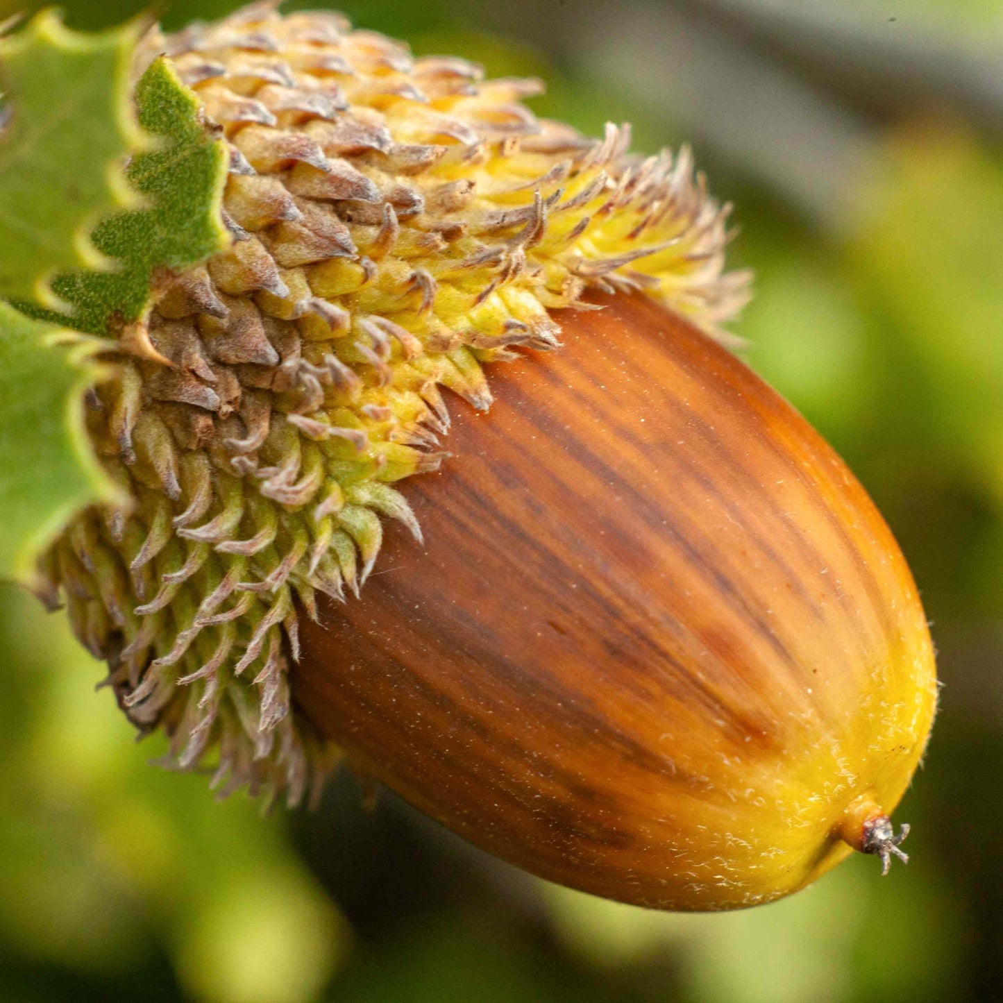 Acorn Seeds for Planting: Grow Strong Oak Trees - Evergrowseeds