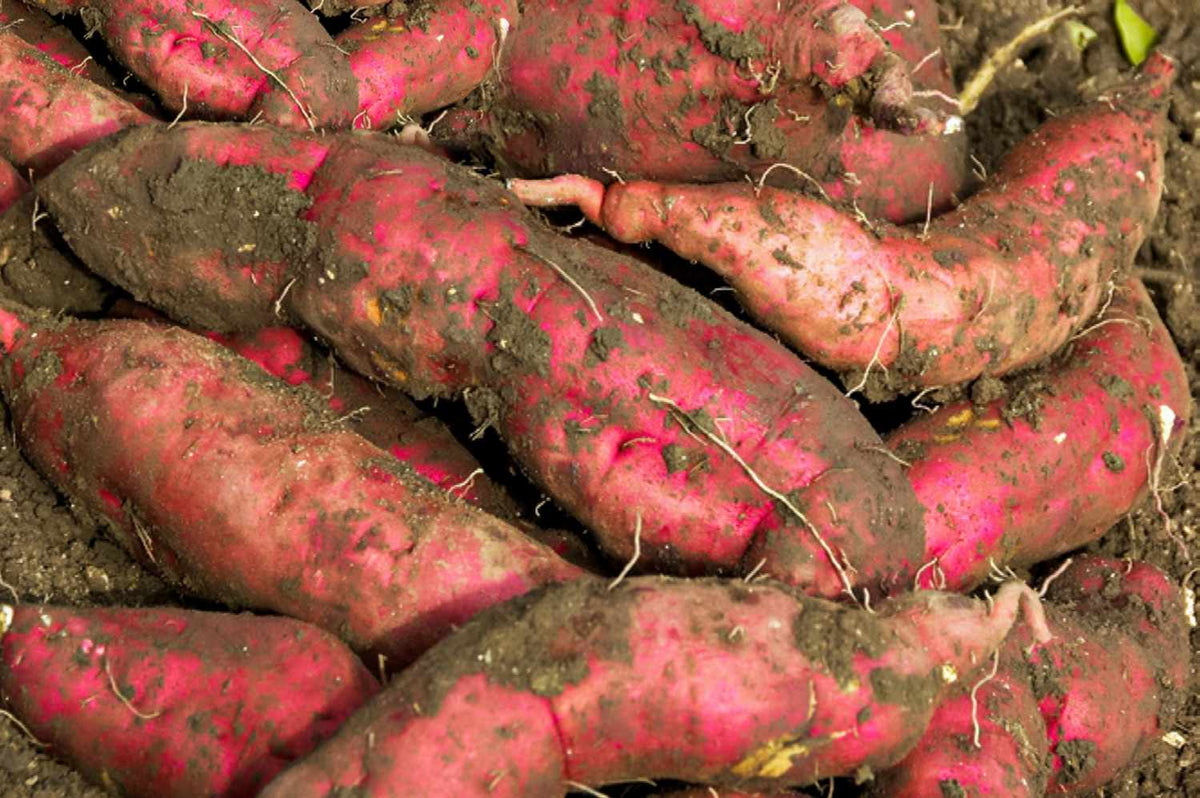 Sweet Potato Vegetable Seeds Planting Brown White