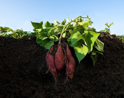Orange Sweet Potato Seeds For Planting - Vegetable Garden Starter Seeds