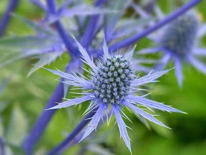 Eryngium Planum Flower seeds for Planting Cut Flower Favorite Heirloom & GMO Free Seeds for Home Garden