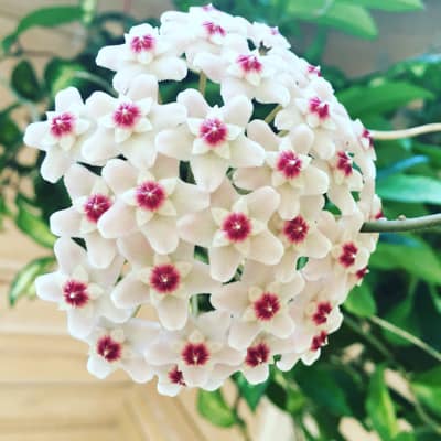 Fresh Hoya Flower seeds for Planting Easy to Grow, Heirloom & GMO Free Seeds for Home Garden seeds for planting