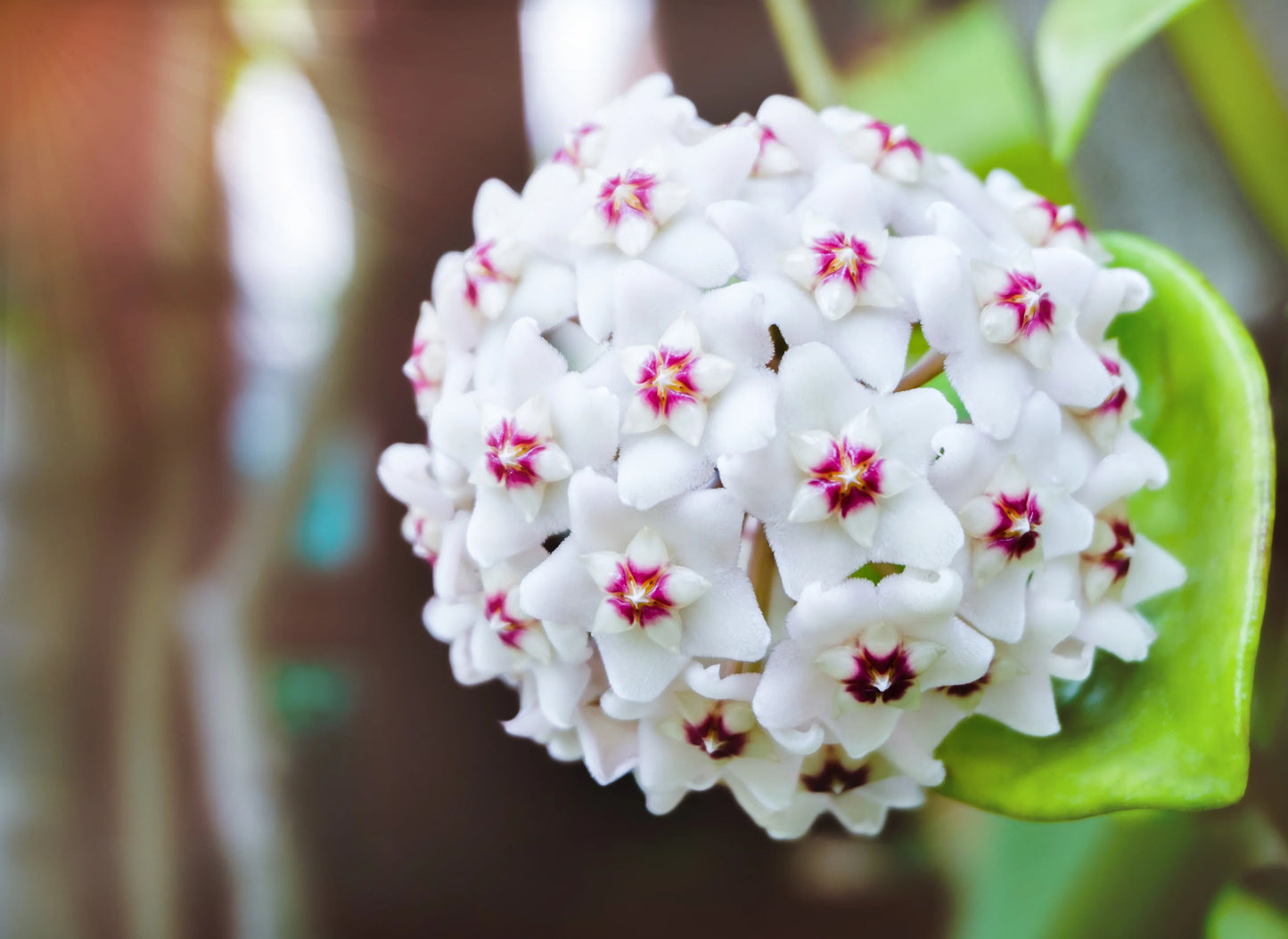 Hoya Flower seeds for Planting, Long Bloom Season Heirloom & GMO Free Seeds for Home Garden
