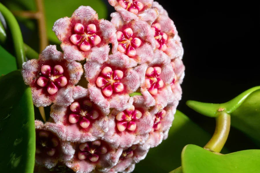 Mixed Hoya Flower Seeds For Planting - Diverse Collection Of Blooms