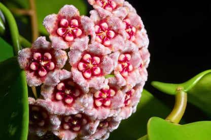 Mixed Hoya Flower Seeds For Planting - Diverse Collection Of Blooms
