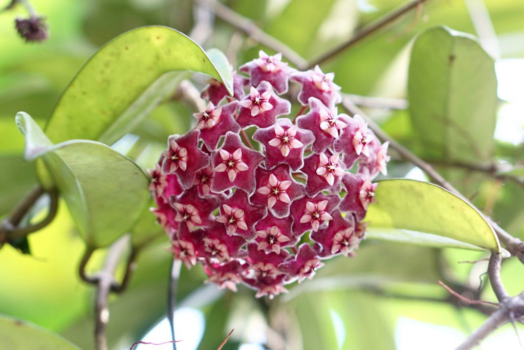 High quality Hoya Kerrii for Planting Easy to Grow, Heirloom & GMO Free Seeds for Home Garden seeds pack