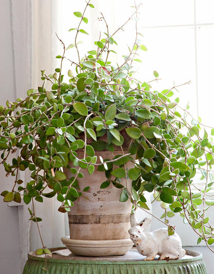 Cream Hoya Planting Seeds For Vibrant Growth Flower