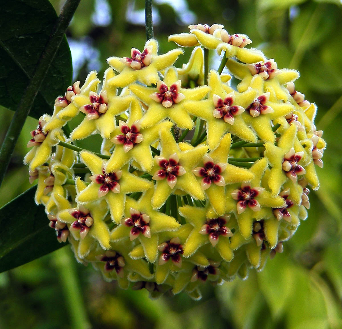 Canossa Flower seeds for Planting Cut Flower Favorite, Heirloom & GMO Free Seeds for Home Garden vegetable and garden seeds