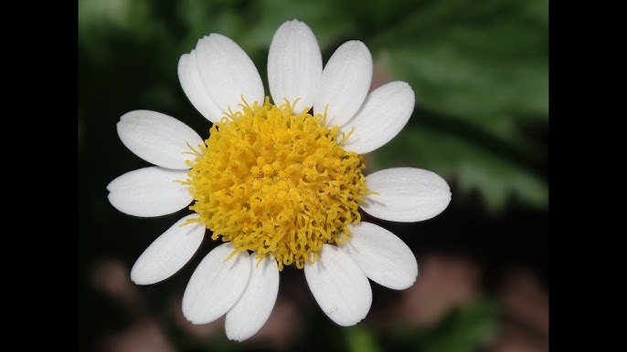 Premium Anacyclus Pyrethrum Flower seeds for Planting Garden Favorite, Heirloom & GMO Free Seeds for Home Garden seeds