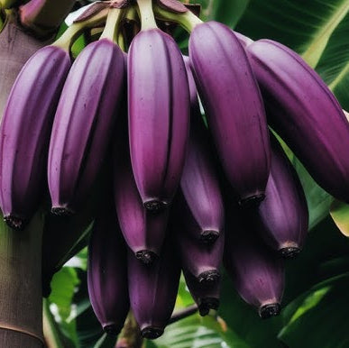 Plant Banana Dark Violet Seeds for Vibrant Growth - Evergrowseeds
