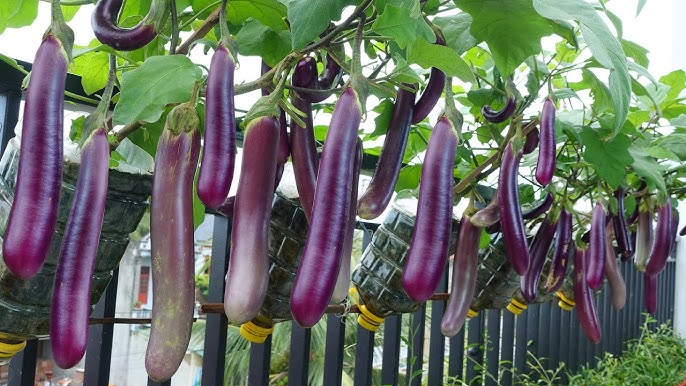 Sweet Purple Eggplant Seeds For Easy Planting Vegetable Seeds