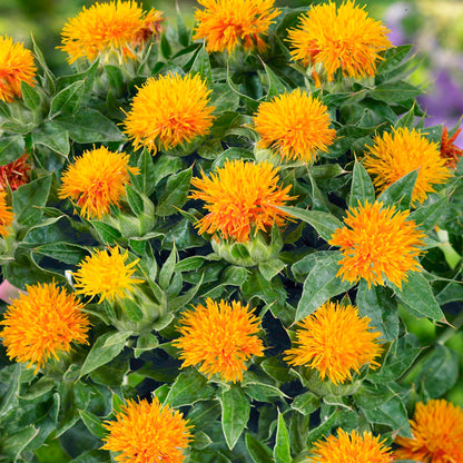 SafFlower (SafFlower seeds) seeds for planting in home garden