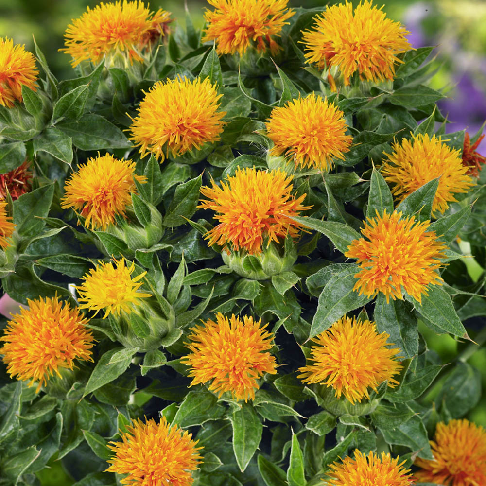 Safflower Flower seeds for Planting Hardy Variety Heirloom & GMO Free Seeds for Home Garden
