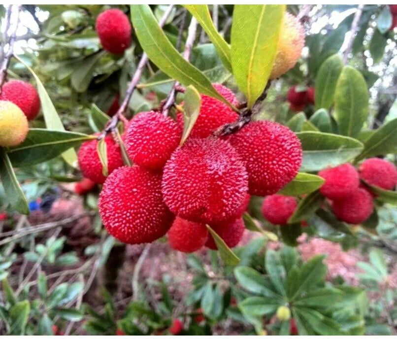 Arbutus Bayberry Fruit Seeds for Planting - Red - Evergrowseeds