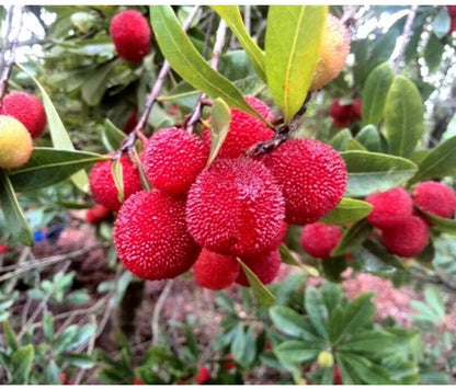 Arbutus Bayberry Fruit Seeds for Planting - Red - Evergrowseeds