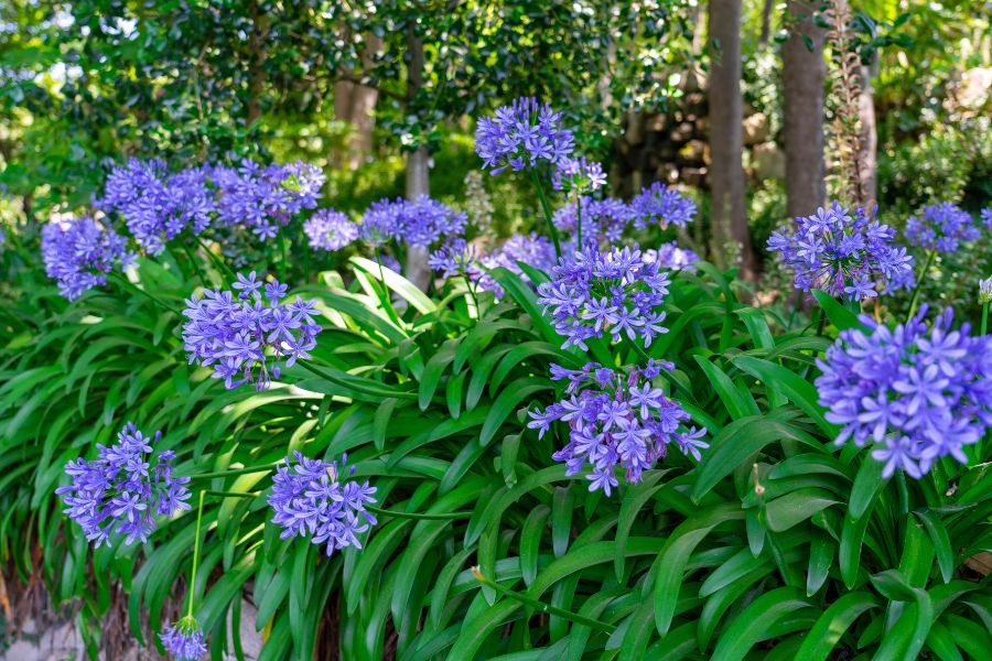 Premium Mix Agapanthus Flower seeds for Planting Perfect for Borders, Heirloom & GMO Free Seeds for Home Garden seeds