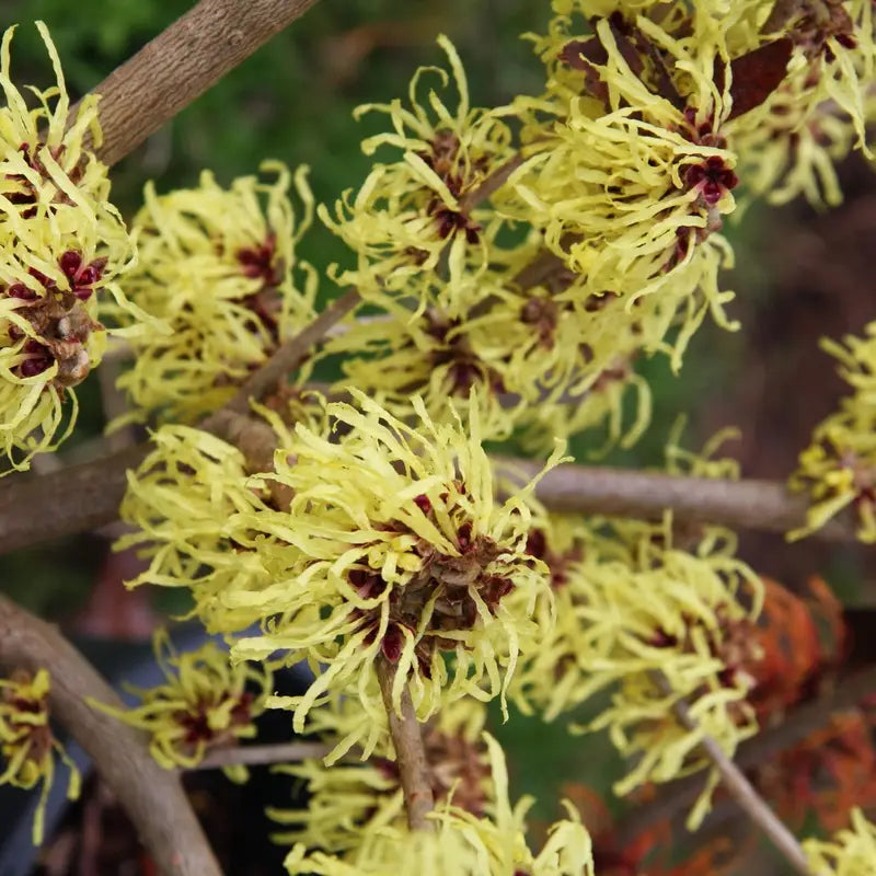 Zaubernuss Hamamelis Flower seeds for Planting Easy to Grow, Heirloom & GMO Free Seeds for Home Garden vegetable and garden seeds