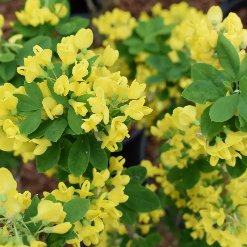 High quality Yellow Anagyroides Flower seeds for Planting Seasonal Bloomer, Heirloom & GMO Free Seeds for Home Garden seeds pack