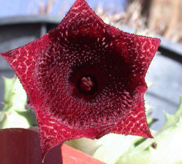 High quality Huernia Keniensis Flower seeds for Planting Compact Growth, Heirloom & GMO Free Seeds for Home Garden seeds pack