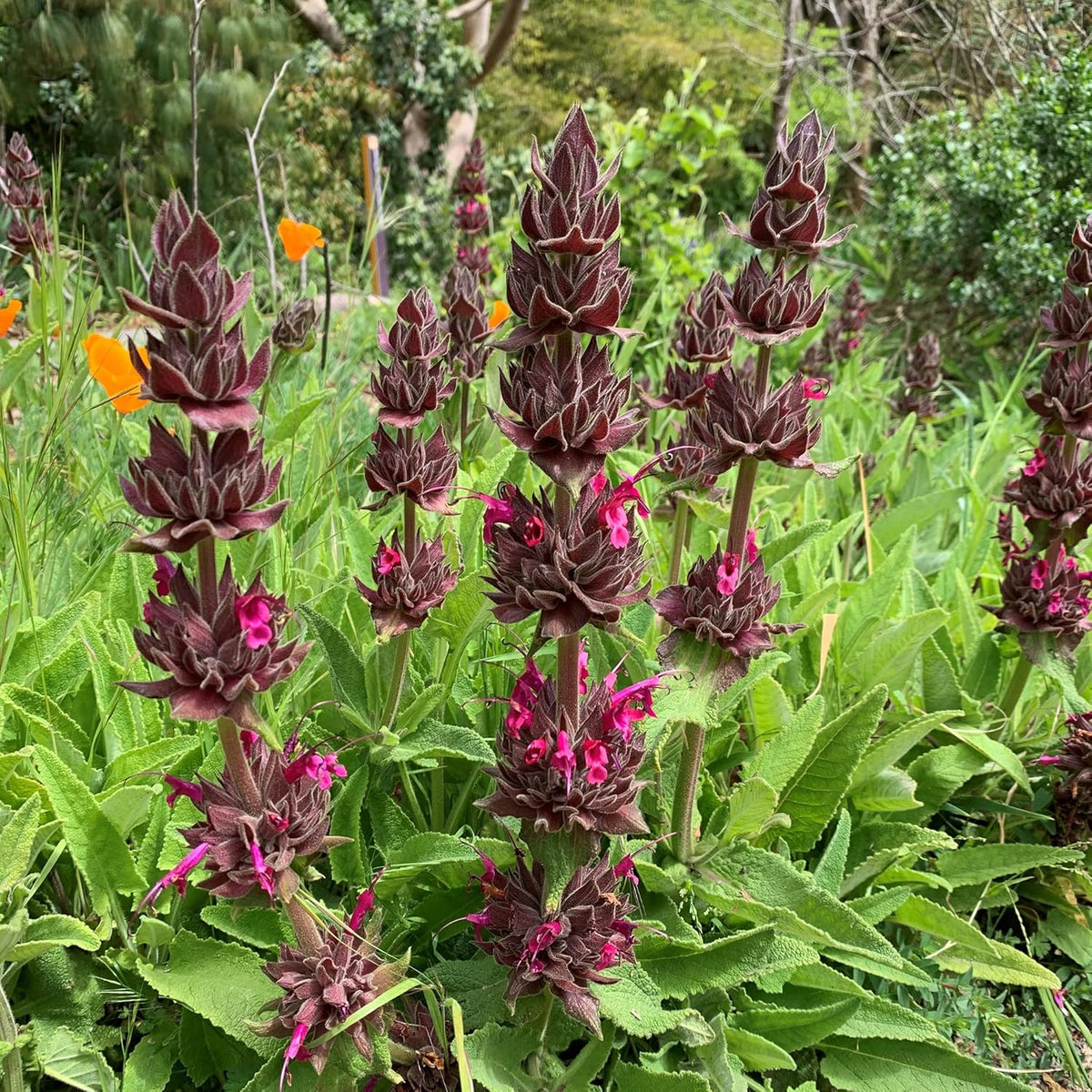 Red-magenta flower spikes of Salvia spathacea in bloom
