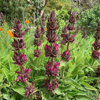 Red-magenta flower spikes of Salvia spathacea in bloom