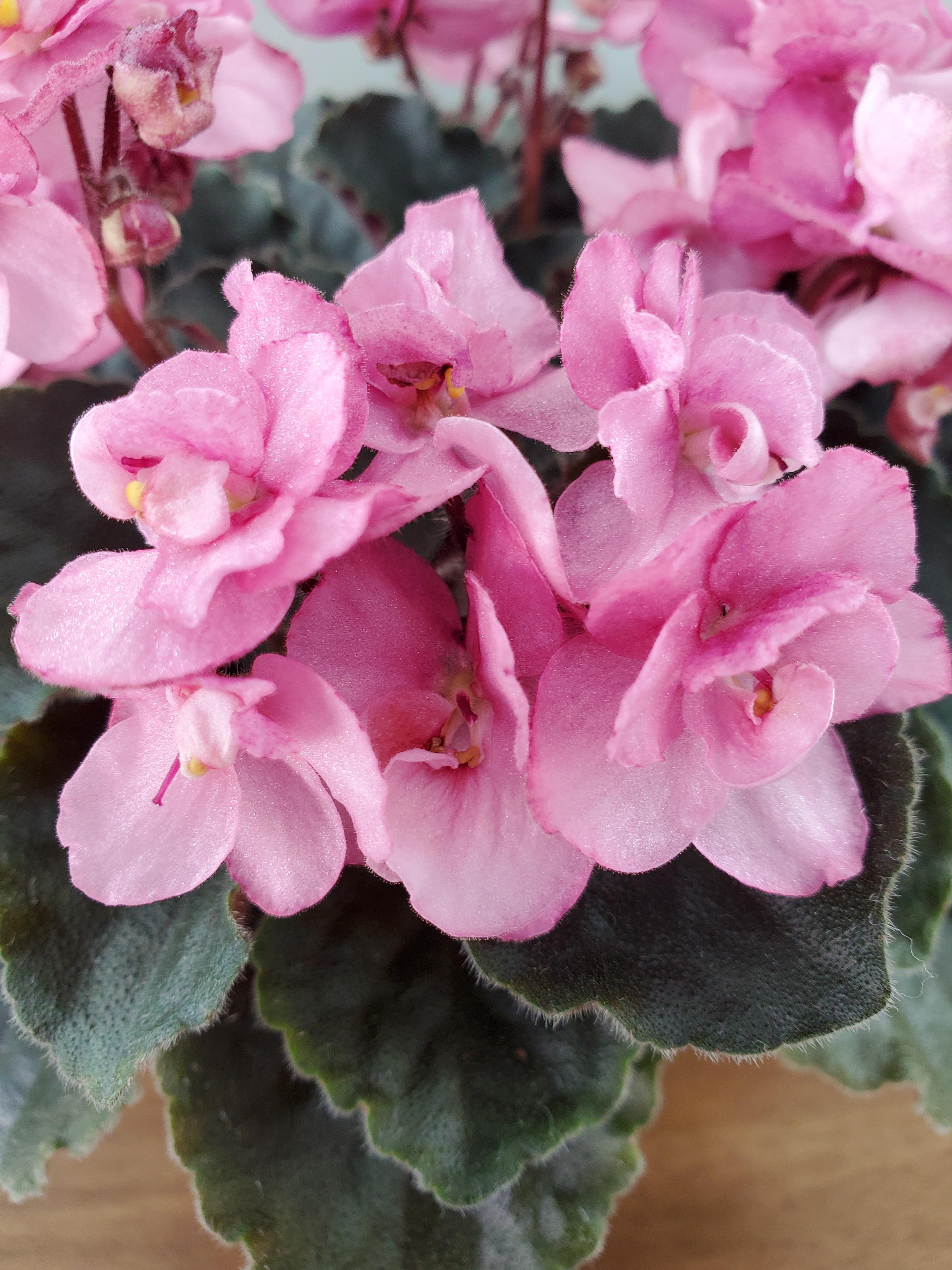 High quality African Violet Flower Seeds Light Pink Flower seeds for Planting Colorful Display, Heirloom & GMO Free Seeds for Home Garden seeds pack