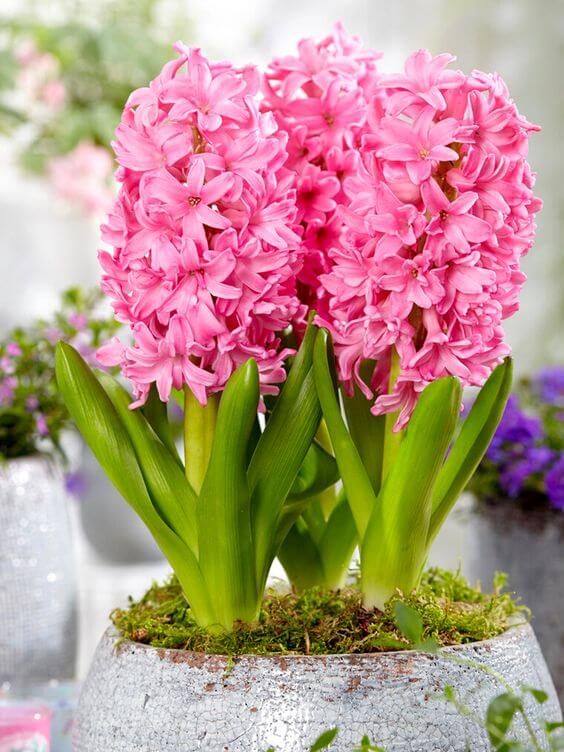 Light Pink Hyacinth Flower seeds for Planting Easy to Grow, Heirloom & GMO Free Seeds for Home Garden seeds for planting