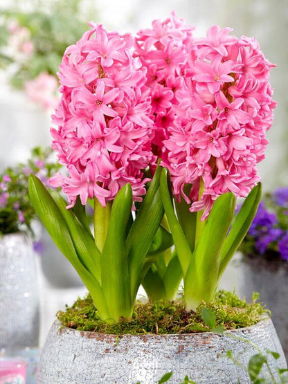 Light Pink Hyacinth Flower seeds for Planting Easy to Grow, Heirloom & GMO Free Seeds for Home Garden seeds for planting