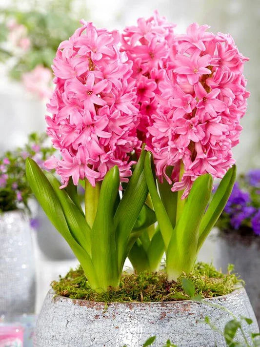 Premium Hyacinth Flower seeds for Planting Cut Flower Favorite, Heirloom & GMO Free Seeds for Home Garden seeds