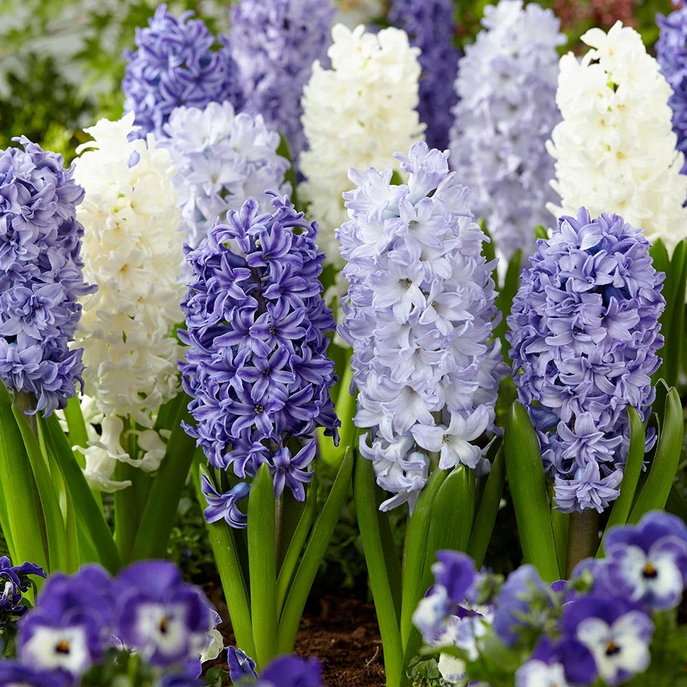 Deep Blue Hyacinthus Orientalis Flower seeds for Planting Vibrant Colors, Heirloom & GMO Free Seeds for Home Garden vegetable and garden seeds