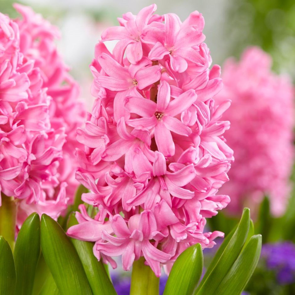 Hyacinth Flower seeds for Planting Cut Flower Favorite, Heirloom & GMO Free Seeds for Home Garden vegetable and garden seeds
