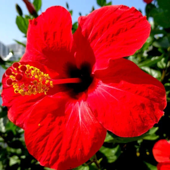 Hibiscus Burgundy Flower seeds for Planting Sun Loving, Heirloom & GMO Free Seeds for Home Garden seeds for planting