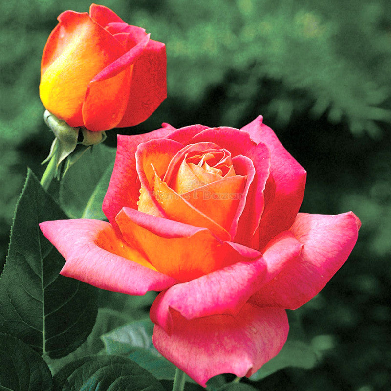 Premium Pink and Yellow Rose Non GMO Heirloom Garden Seeds Flower seeds for Planting Pollinator Friendly, Heirloom & GMO Free Seeds for Home Garden seeds