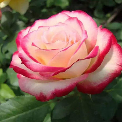 Double Delight Hybrid Tea Roses blooming in a garden