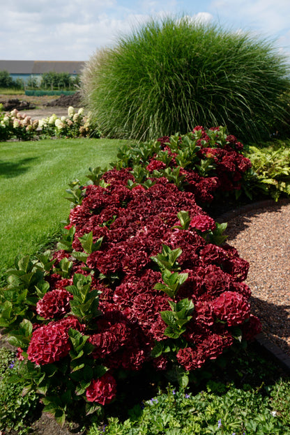 Burgundy Hydrangea Flowering Seeds for Planting and Gardening