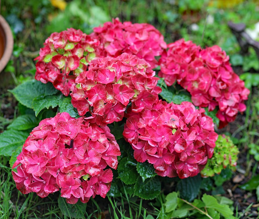 High quality Red Baron Hydrangea Flower seeds for Planting Premium Quality, Heirloom & GMO Free Seeds for Home Garden seeds pack
