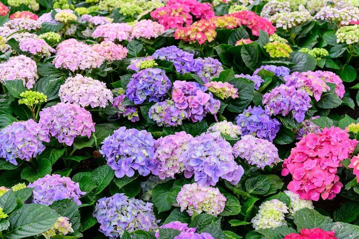 Hydrangea Flower seeds for Planting Easy to Grow Heirloom & GMO Free Seeds for Home Garden