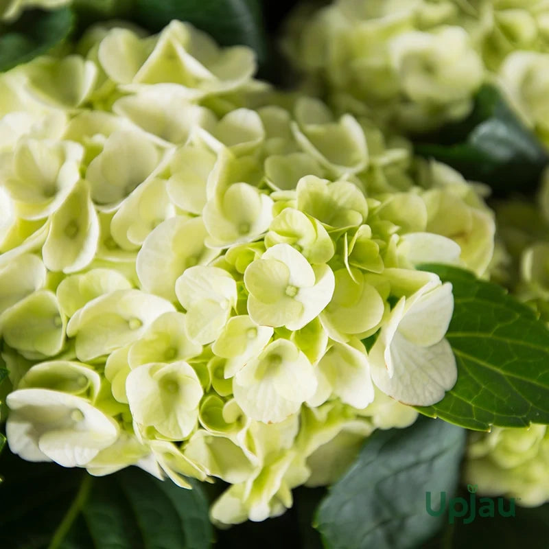 Hydrangea Flower seeds for Planting Hardy Variety, Heirloom & GMO Free Seeds for Home Garden vegetable and garden seeds