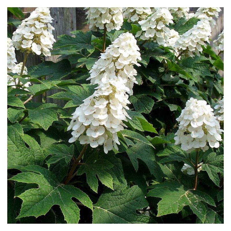 Mix Quercifolia Flower seeds for Planting Premium Quality, Heirloom & GMO Free Seeds for Home Garden seeds for planting