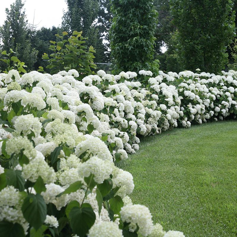 Premium Hydrangea Flower seeds for Planting Premium Quality, Heirloom & GMO Free Seeds for Home Garden seeds