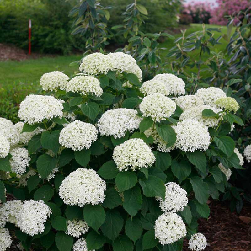 Hydrangea Flower Seeds Flower seeds for Planting Garden Favorite Heirloom & GMO Free Seeds for Home Garden