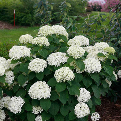 Hydrangea Flower Seeds Flower seeds for Planting Garden Favorite Heirloom & GMO Free Seeds for Home Garden