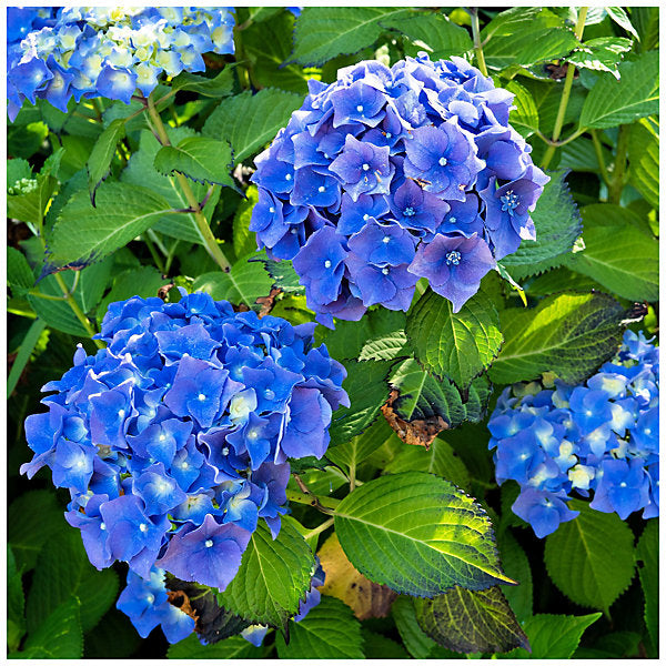Dark Blue Hydrangea Flower seeds for Planting Low Maintenance, Heirloom & GMO Free Seeds for Home Garden vegetable and garden seeds