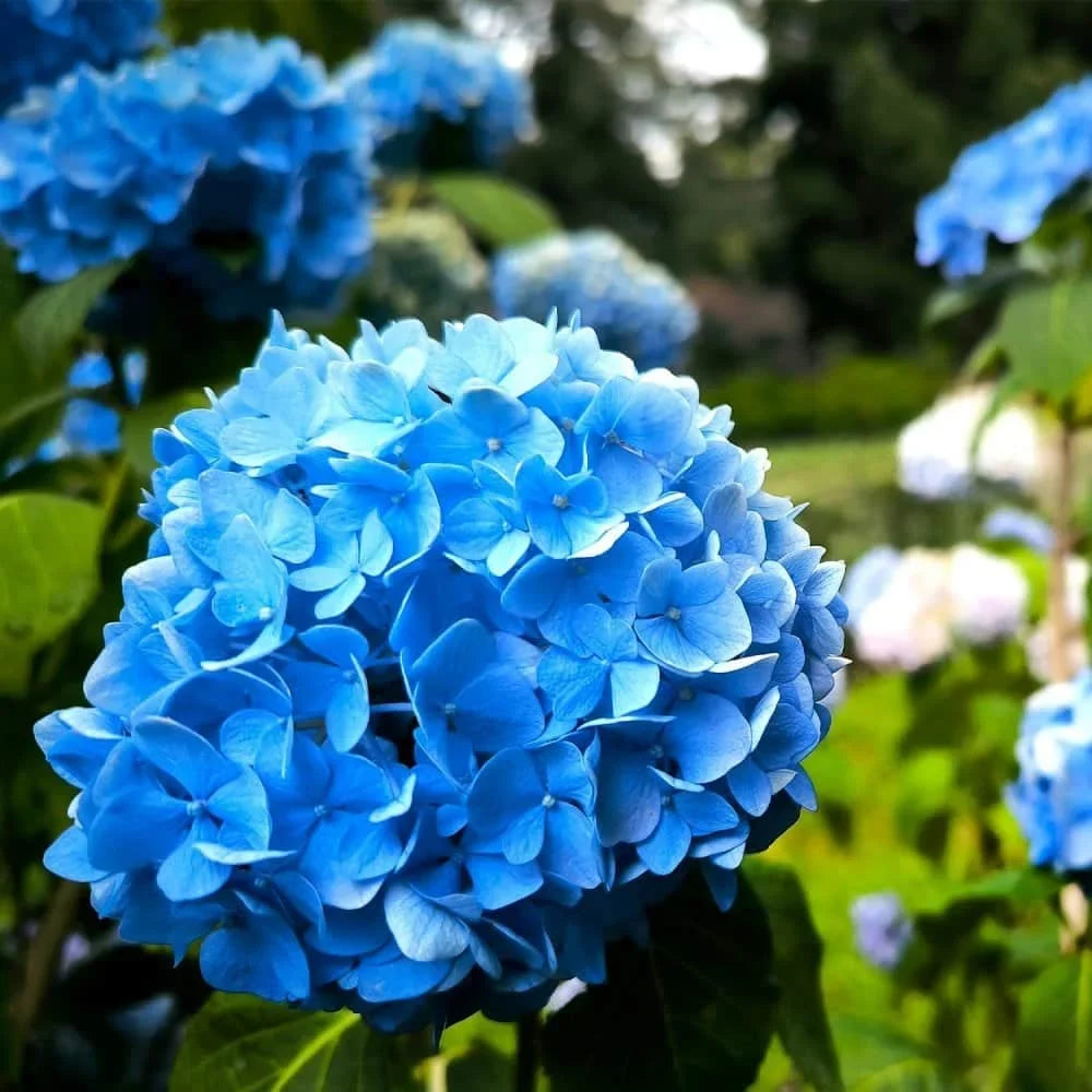 Sea Blue Hydrangea Flower seeds for Planting Sun Loving, Heirloom & GMO Free Seeds for Home Garden seeds for planting