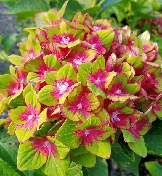 Green Red Hydrangea Flower seeds for Planting Low Maintenance, Heirloom & GMO Free Seeds for Home Garden seeds for home gardening