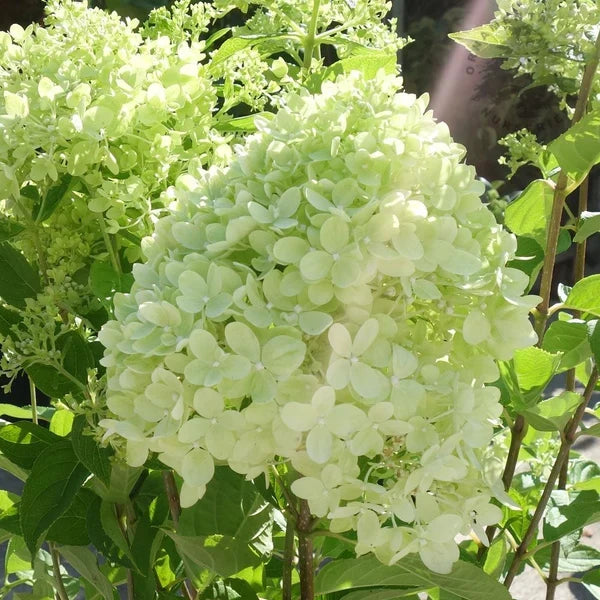 High quality Little Lime Hydrangea Flower seeds for Planting Shade Tolerant, Heirloom & GMO Free Seeds for Home Garden seeds pack